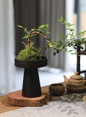 苔藓球绿植水培植物悬崖九里香室内桌面小盆栽茶台植物摆件好养
