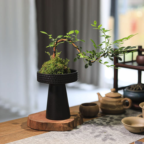 苔藓球绿植水培植物悬崖九里香