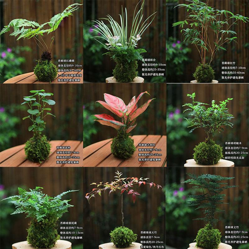 蕨类植物苔藓水培植物