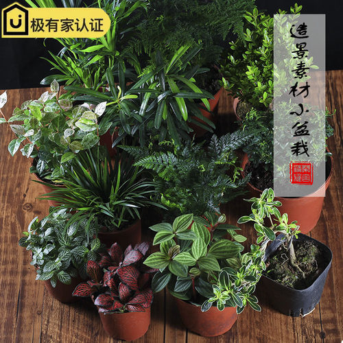 高品质水陆缸植物贵一点好很多
