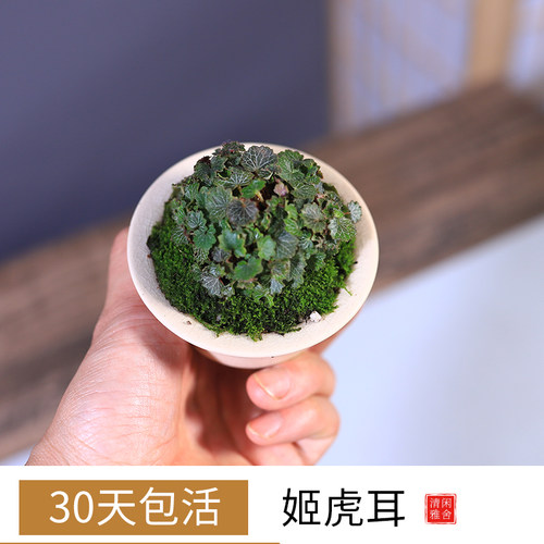 姬虎儿微景观盆景小虎耳草
