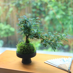苔藓球绿植清香型胡椒木驱蚊植物办公室绿植桌面盆栽书房茶室摆件