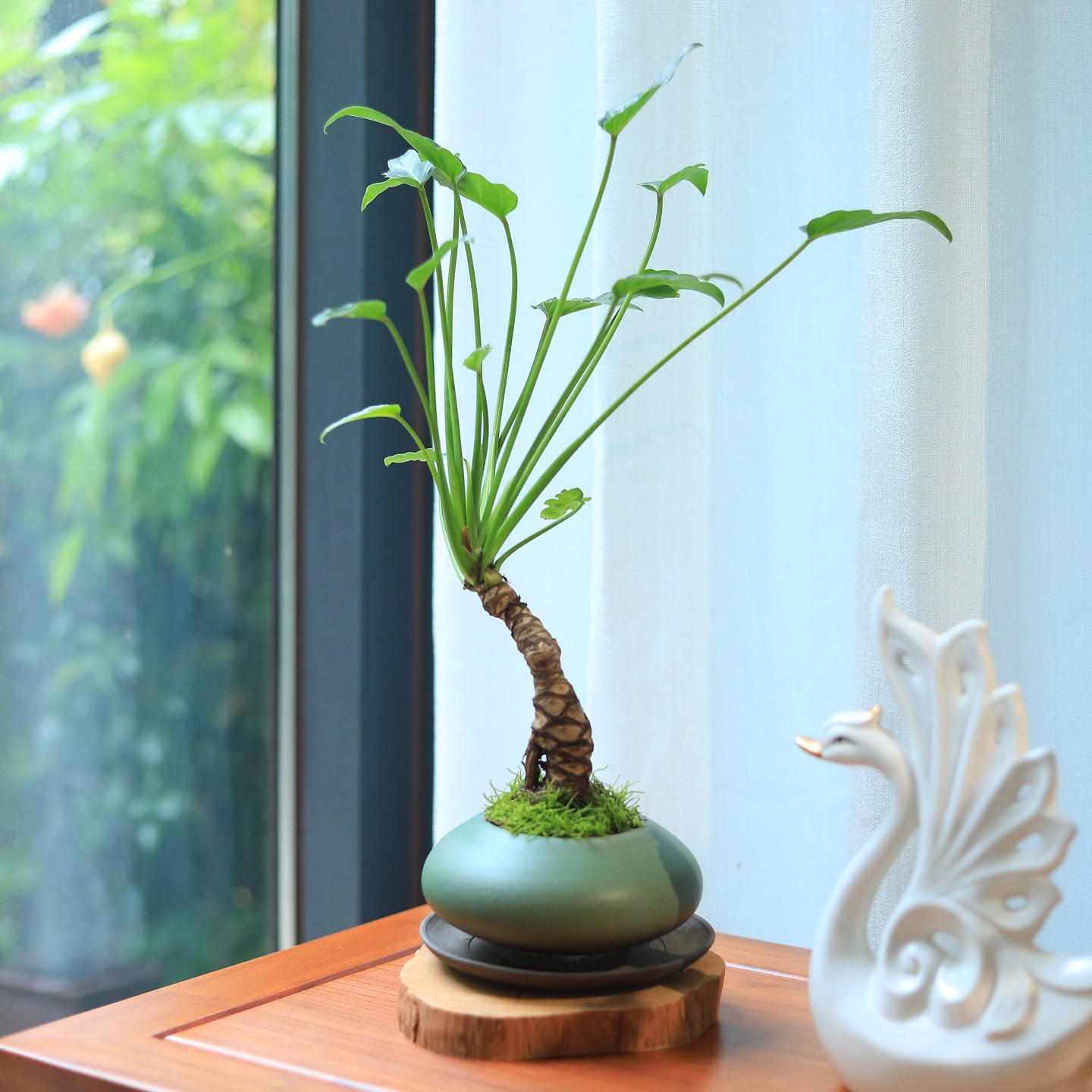 龙鳞春羽小天使盆栽茶室客厅桌面绿植耐阴好养四季常青吸甲醛植物