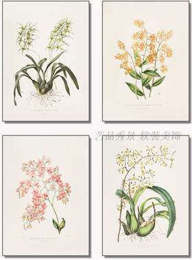美式风手绘植物花卉进口装饰画