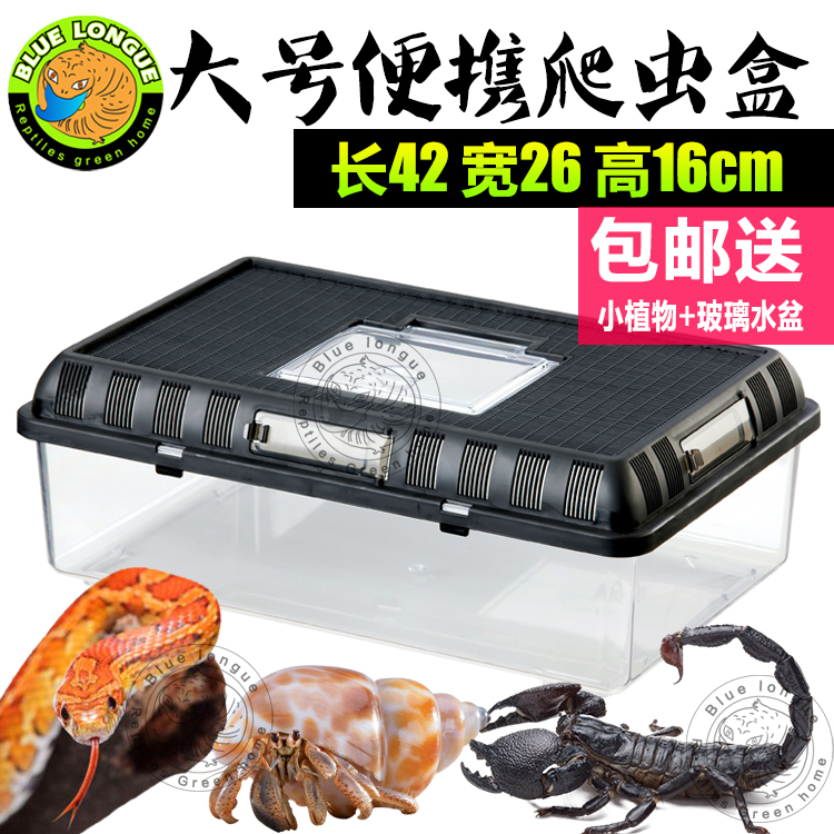 爬蟲杜比亞寵物箱蜥蜴守宮玉米蛇蟒帝王雨林蝎蜘蛛蟋蟀寄居蟹飼養