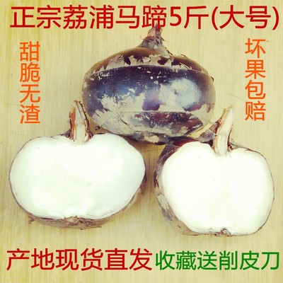 9年老店特大荔浦马蹄新鲜即食水果蔬菜甜脆荸荠广西桂林有机特产