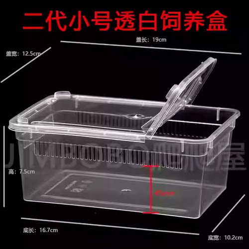 爬宠守宫蜥蜴蜘蛛蜗牛饲养昆虫