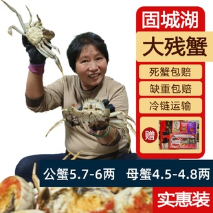 6两固城湖鲜活螃蟹断脚6只 4.8两公蟹5.7 活蟹残蟹 裸重母蟹4.5