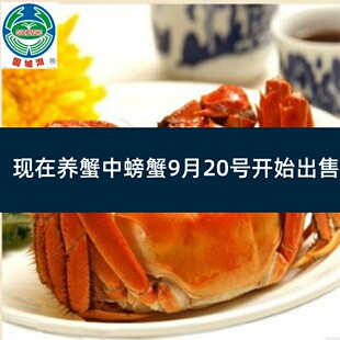 活蟹残蟹】固城湖大闸蟹螃蟹断脚残蟹公蟹3.5-3.8两母蟹2.5-2.8两