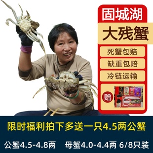 8只鲜活残蟹缺腿断脚蟹水产 4.3两母蟹6 活蟹裸重4.5 4.8两公蟹4