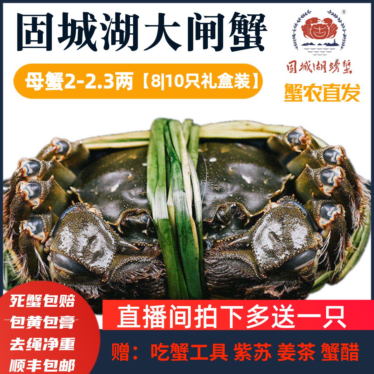 固城湖大闸蟹母螃蟹10只装现货图片