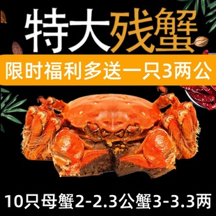 2.3两母3 残蟹固城湖大闸蟹10只2 3.3两公鲜活螃蟹断脚蟹 活蟹