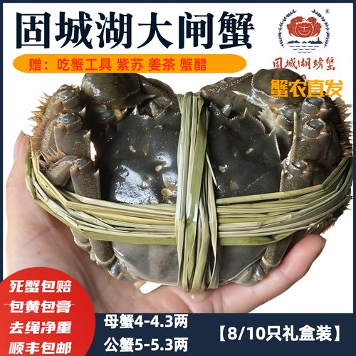 半斤鲜活水产5两固城湖大闸蟹