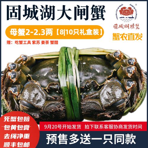 固城湖大闸蟹母螃蟹10只装现货