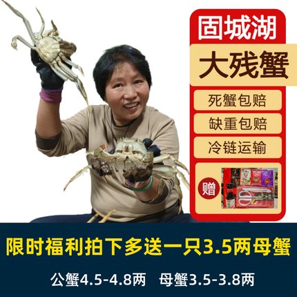 活蟹残蟹8只母蟹3.5-3.8两公蟹4.5-4.8两断脚断腿蟹固城湖大闸蟹