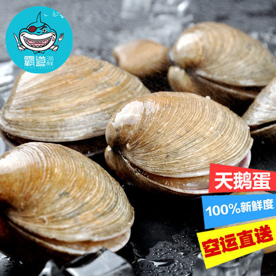 成都霸道海鲜 天鹅蛋海鲜水产鲜活大蛤蜊500g新鲜生鲜贝类