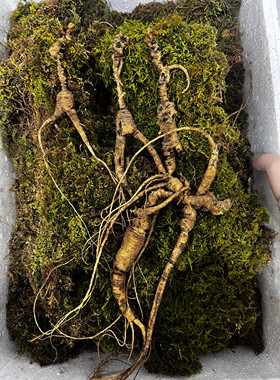 山参集安清河老残参新鲜下山