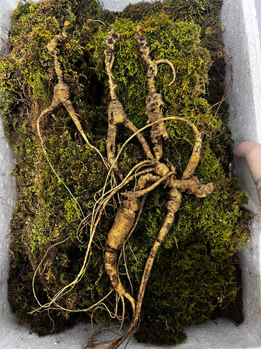 山参集安清河老残参新鲜下山