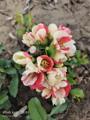 原生品种海棠花直播间一物一拍