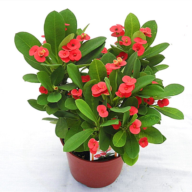 海棠花盆栽花卉观花植物室内花好养四季开花的花绿植铁海棠虎刺梅 思宇园艺 淘优券