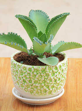 宽叶不死鸟 落地生根多肉植物 景天科 植物盆栽花卉绿植净化空气