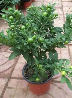 食用吉庆果红珊瑚豆四季耐热耐寒