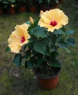 丹麦木槿花四季开花带花苞发货室内外阳台办公桌绿植观花植物包邮