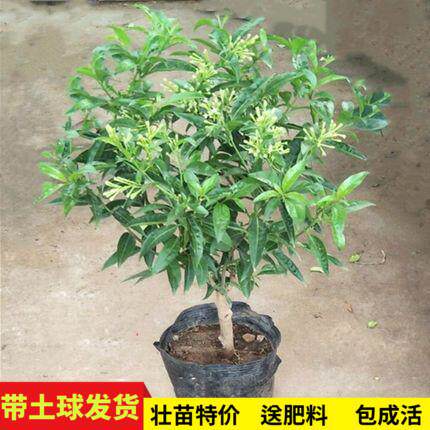夜来香千里香独杆驱蚊浓香室内外