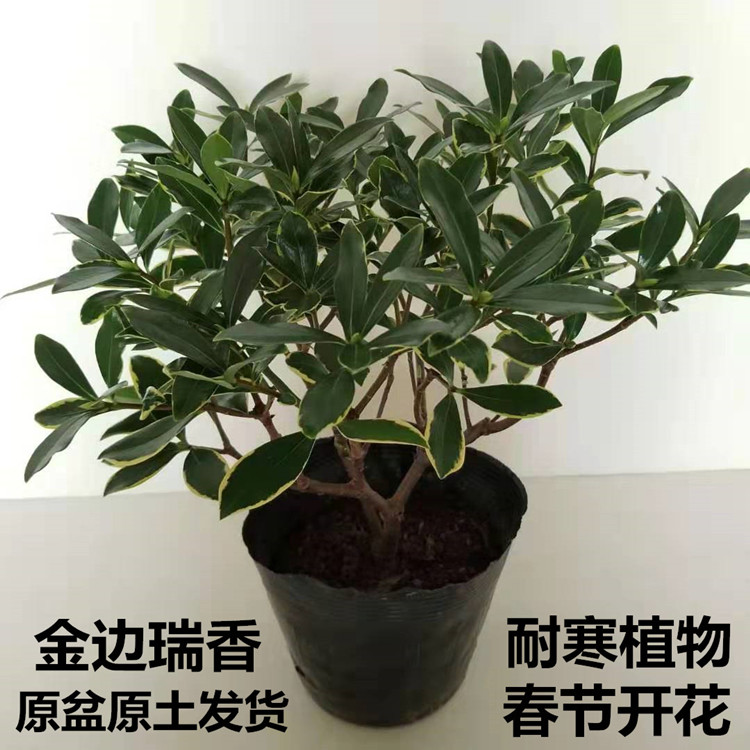 金边瑞香耐寒花卉植物室内图片