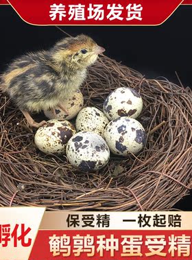 鹌鹑种蛋 鹌鹑蛋受精种蛋可孵化 受精种蛋孵化蛋新鲜鹌鹑蛋生蛋