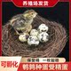 鹌鹑种蛋 受精种蛋孵化蛋新鲜鹌鹑蛋生蛋 鹌鹑蛋受精种蛋可孵化