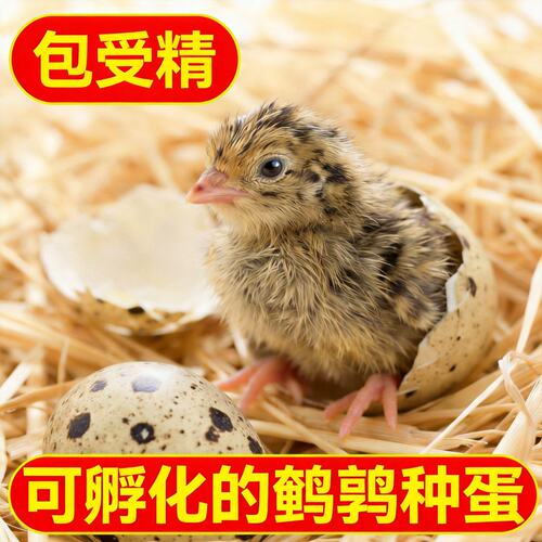 鹌鹑种蛋受精蛋可孵化