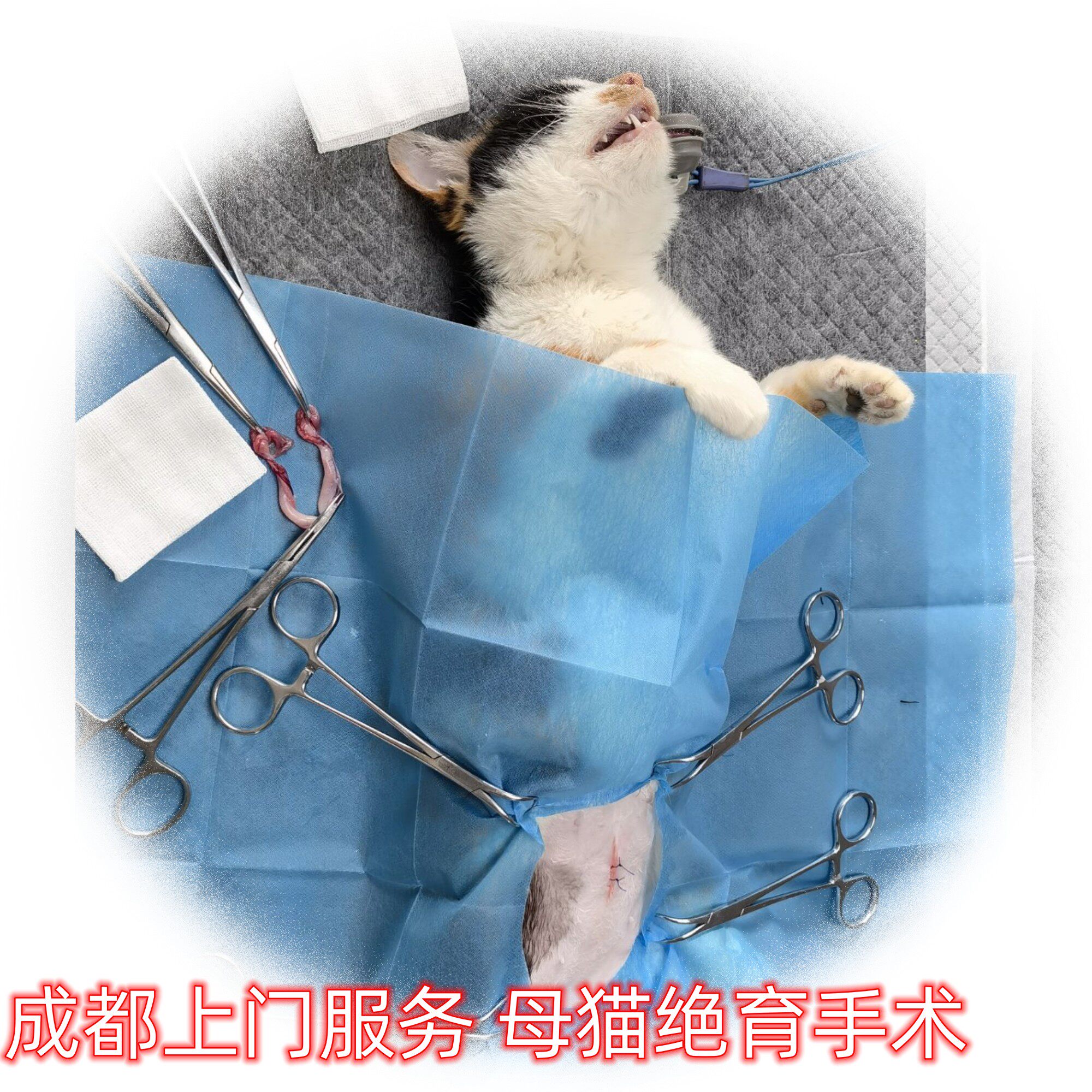 成都母猫绝育 可上门服务 执业兽医师上门服务