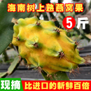 海南三亚树上熟麒麟果新鲜水果火龙果黄皮黄色4斤礼盒 现摘燕窝果