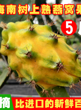 当季燕窝果 海南三亚树上熟麒麟果新鲜水果火龙果黄皮黄色4斤礼盒