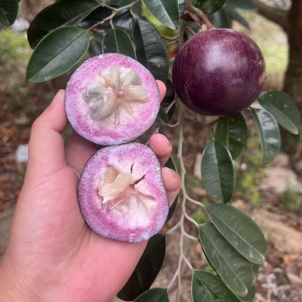 牛奶果 紫金星果海南三亚新鲜果肉鲜嫩热带当季孕妇水果