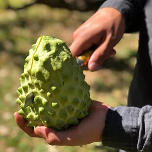 释迦果精品大果 海南三亚新鲜当季水果番荔枝牛奶凤梨佛头果4斤