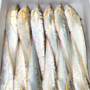 【直播福利】江阴优质冰鲜刀鱼3.0-3.3两3条海刀鱼新鲜顺丰空运