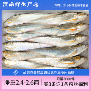 【直播福利】江阴优质冰鲜刀鱼2.4-2.6两海刀鱼新鲜顺丰空运4条