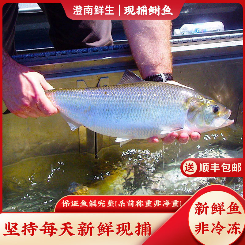澄南鲜生精品新鲜清水鲥鱼鲜活淡水鱼非冷冻可酒店饭店婚宴商用