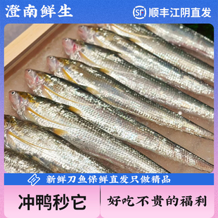 【直播福利】江阴优质冰鲜刀鱼1.2-1.4两海刀鱼新鲜顺丰空运