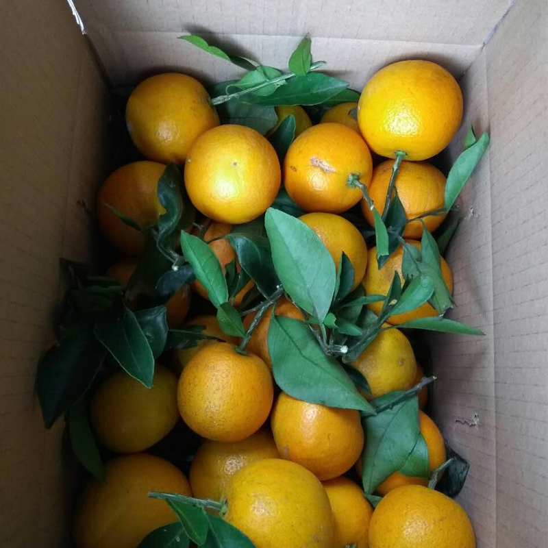 纯甜无酸锦蜜 盲盒不分大小混装现摘现发