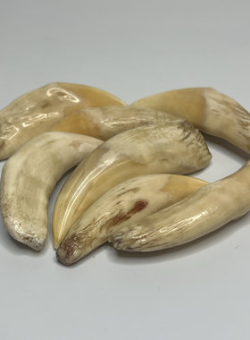 天然牙齿把件吊坠古玩挂件骆驼牙文玩饰品民族风牙齿杂项牙民族风