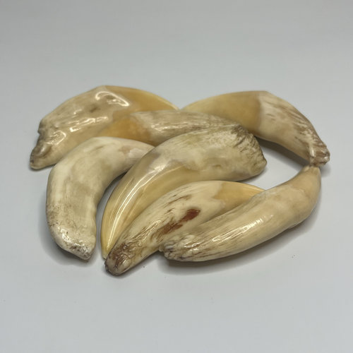 天然牙齿把件吊坠古玩挂件骆驼牙文玩饰品民族风牙齿杂项牙民族风