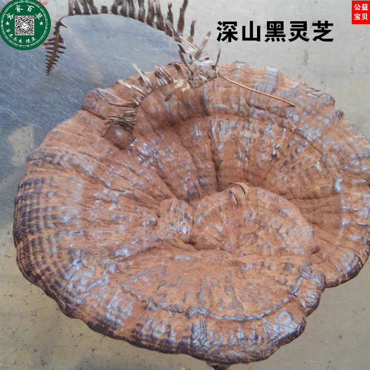 天然可切片紫灵芝包邮