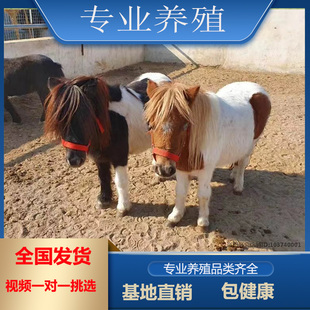 矮马活体马设特兰矮马矮脚马德保矮马宠物矮马景区观赏马骑乘大马