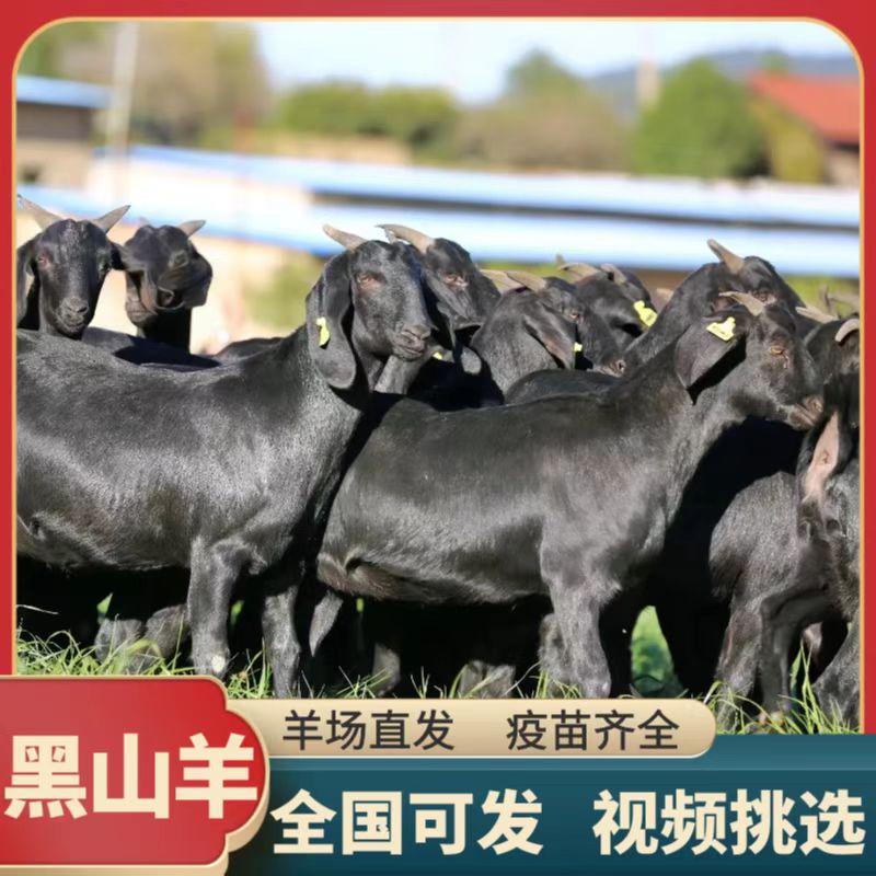 努比亚黑山羊小羊活苗种苗活羊小羊羔活体怀孕母羊种公羊20斤羊苗
