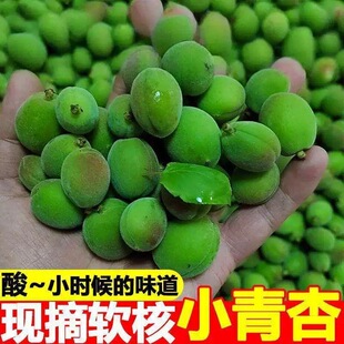 东北小青杏新鲜水果当季现摘酸甜青杏孕妇水果酸杏酸脆2026自产
