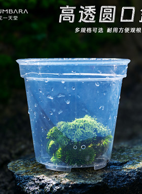 蝴蝶烂石斛多肉高透明塑料花盆