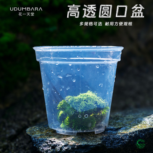 蝴蝶烂石斛多肉高透明塑料花盆
